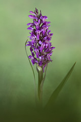 Fototapeta premium orchid