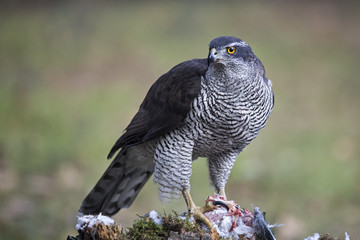 wildlife
