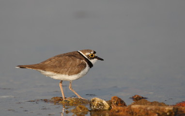 wildlife