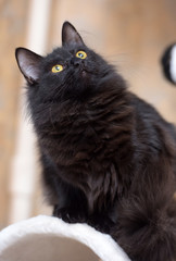 Black Siberian cat