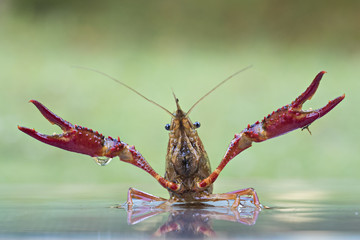 wildlife