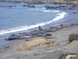 Elephant Seal colony in Big Sur, California