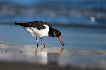 wildlife