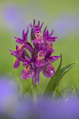 Fototapeta premium orchid