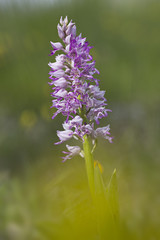 Obraz premium orchid