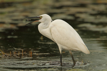 wildlife