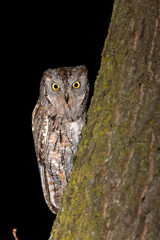 wildlife