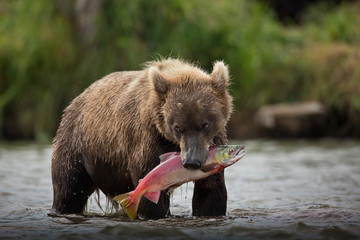 bear