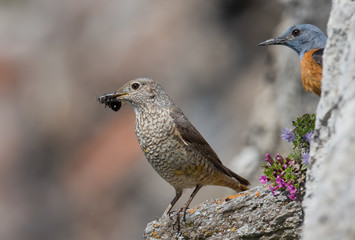 wildlife