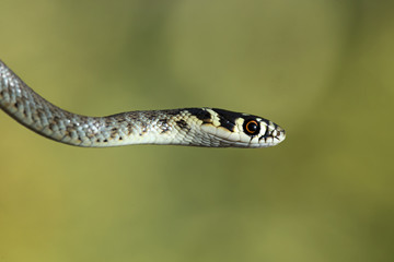 wildlife