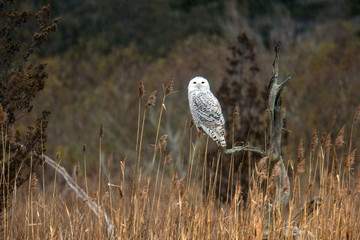 wildlife