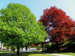 Naklejka premium Red foliage and green foliage trees in the public park of Klagenfurt, Austria 