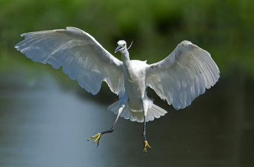 wildlife