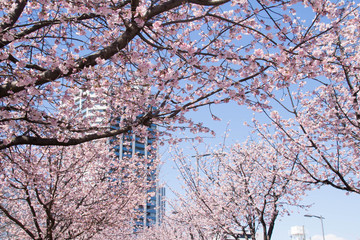 満開の桜とマンション