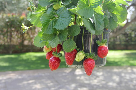 fragole