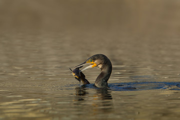 wildlife