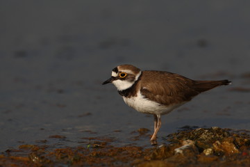 wildlife