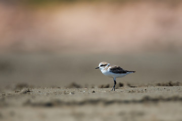 wildlife