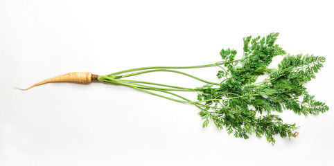 One ripe fresh carrot isolated on white background