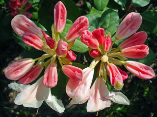 Rhododendronblüte