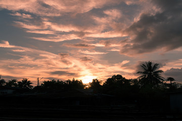 natural wild flowers grass at sunset.