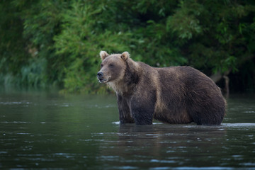 Fototapeta premium bear