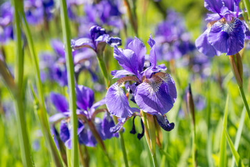 Flower blue irises © ottochka