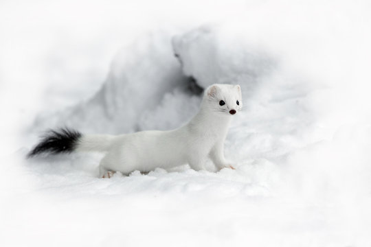 animal