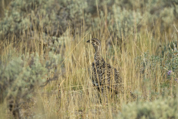 animal