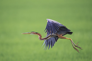 animal