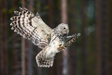 animal