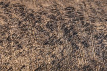 Dry sea weed