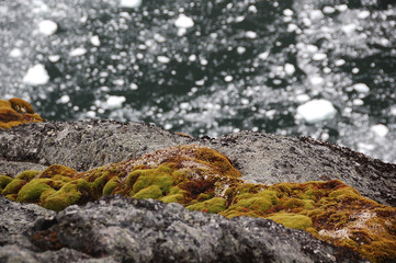 antarctica moss