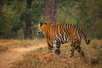 Store enrouleur occultant sans perçage Tigre Bengal tiger
