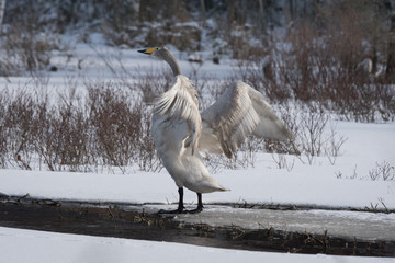 Obraz premium Large white and gray Whooper Swan stretching its wings in spring time