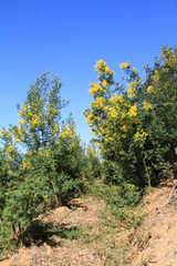 culture du mimosa/cc/2017