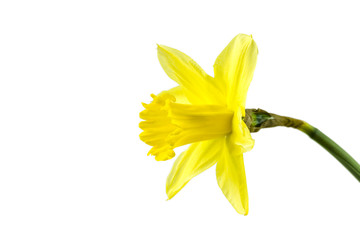 Naklejka premium beautiful daffodil flower isolated on white background