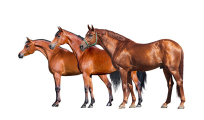 Horses isolated on black. Group of three horses standing on black background. Side view