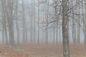 Fog in the spring forest in the early morning