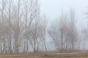 Fog in the spring forest in the early morning