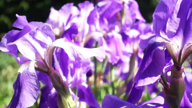 Slowmotion moving of purple iris flowers