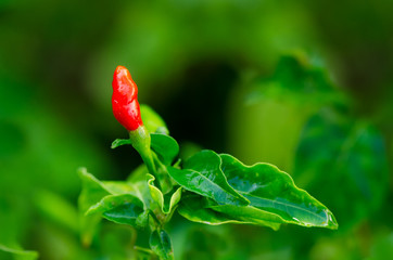 Close Up Of Red Chilli On Chilli Tree.