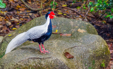 Rooster Zoo Thailand.JPG
