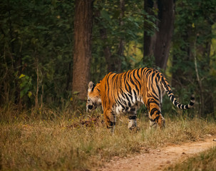 Bengal tiger