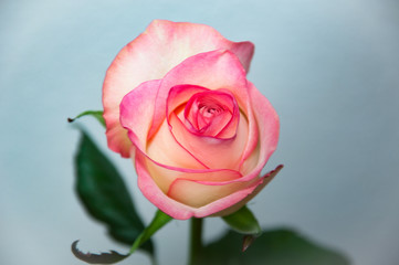 Rosa-weiße Rose, Closeup