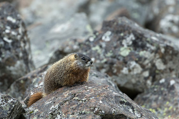 animal