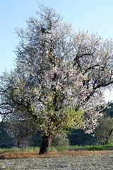Details of almond tree flowers and green leaves