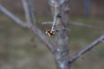 Blossoming apricot buds on twigs in early spring