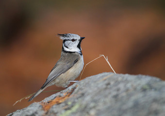 animal