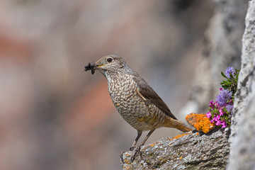 animal
